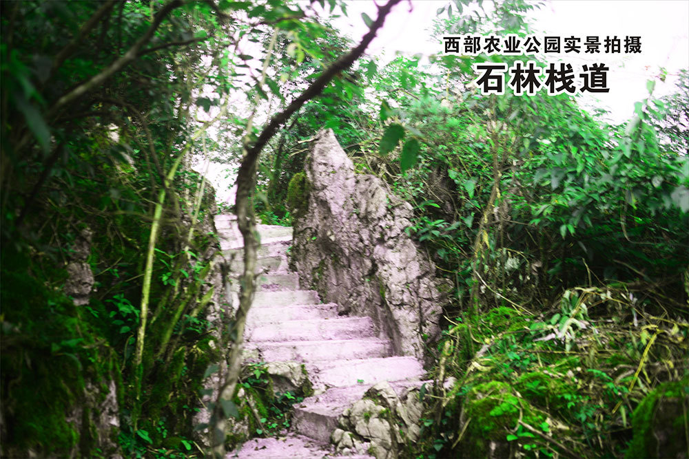 石林(lín)棧道(dào)